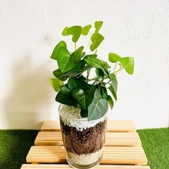 へデラ　ハートへデラ　観葉植物　ハイドロカルチャー