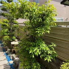 No.144　庭木　アラカシ