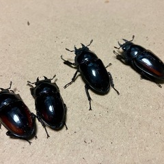 レニノコギリクワガタ　♂♀♀♀♀の画像