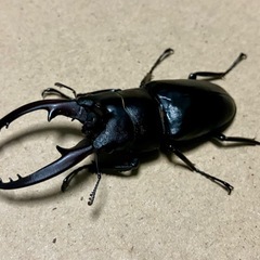 レニノコギリクワガタ　♂♀♀♀♀