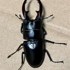 レニノコギリクワガタ　♂♀♀♀♀の画像