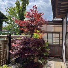 No.146　庭木　イロハモミジ