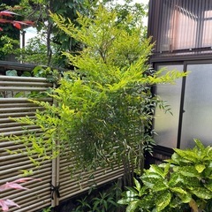 No.147　庭木　ナンテン