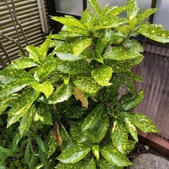 No.148　庭木　アオキ