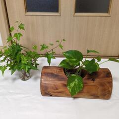 古民家カフェに【丸太くり抜きプランターカバー&ポトス&アイビー】個性的