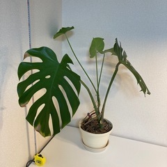 モンステラ①（高さ80センチ）