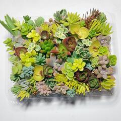 多肉植物セダム　お試し盛り合わせセット【育成説明書付】