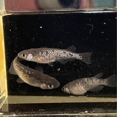 受付中🔴ブラックダイヤ   オロチにラメが入ったメダカの有精卵30個＋補償分5個の合計35個です。 の画像