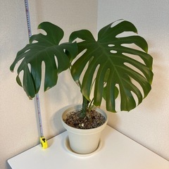 モンステラ②（高さ80センチ）