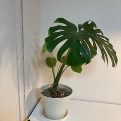 モンステラ②（高さ80センチ）の画像