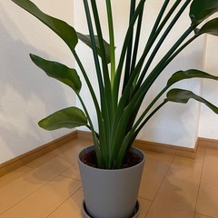 Moving Sale! Birds of Paradise ストレリチア・オーガスタ 120cmの画像
