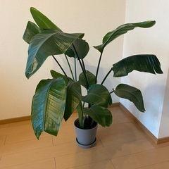 ストレリチア・オーガスタ 120cm