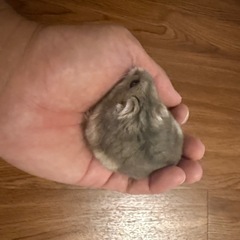 ハムスター里親募集