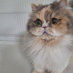 里親募集中！2歳短足ミヌエット♀キャリコ