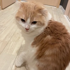 スコティッシュフォールド2才
