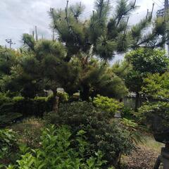 松ぼっくり50個の画像