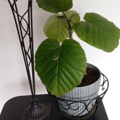 人気の観葉植物　ウンベラータ　オマケ付き