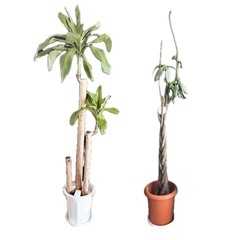 【バラでのお譲りも可】観葉植物