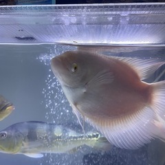 アルビノオスフロネームスグラミー　約20cmの画像