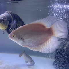 アルビノオスフロネームスグラミー　約20cmの画像