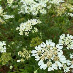花畑のお花欲しい方1週間限定