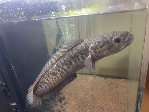 スーパーダイヤレッドコウタイ　約30cm