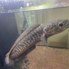 スーパーダイヤレッドコウタイ　約30cm