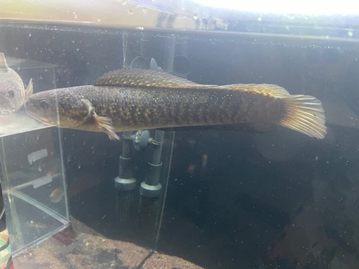 スーパーダイヤレッドコウタイ　約30cm