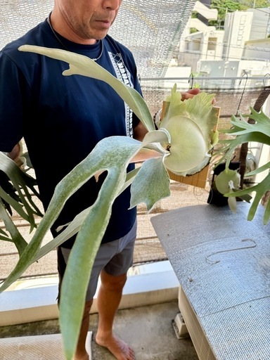 【観葉植物】ビカクシダ　  P. OMO(オモ）ポーラーベア