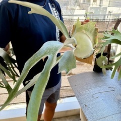 観葉植物】ビカクシダ P. OMO(オモ）ポーラーベア