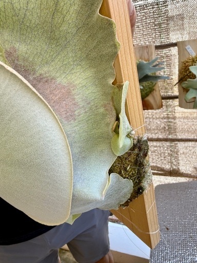 【観葉植物】ビカクシダ　  P. OMO(オモ）ポーラーベア