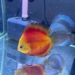レッドダイヤモンドディスカス　約15cm前後