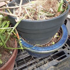 ☆０円！無料　陶器植木鉢あり　まとめ　の画像