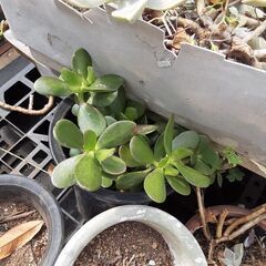 ☆０円！無料　陶器植木鉢あり　まとめ　の画像