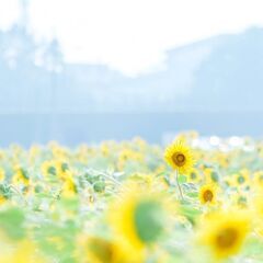 【初心者歓迎】PHOTOサークルメンバー募集 - その他