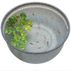 中古メダカ飼育ケース軽量(16L)1点のみの画像