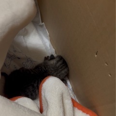 赤ちゃん猫(キジトラ)