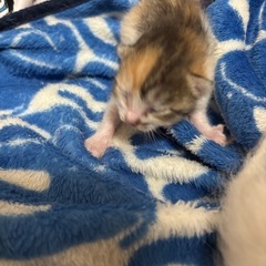 子猫2匹  里親募集！！！ 三毛猫  真っ白猫