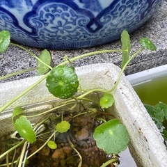 水草　ウォーターマッシュルーム　ウォーターコイン