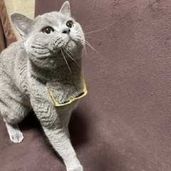 スコティッシュフォールド　男の子　2歳