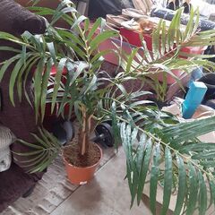 ☆観葉植物　フェイクグリーン　造花　