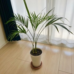 テーブルヤシ(植物)