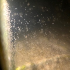 めだか、熱帯魚、活き餌
ミジンコ、の画像