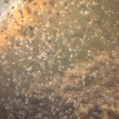 めだか、熱帯魚、活き餌
ミジンコ、の画像