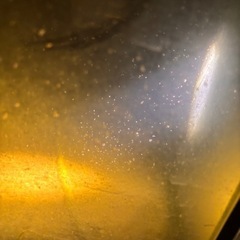 めだか、熱帯魚、活き餌
ミジンコ、の画像
