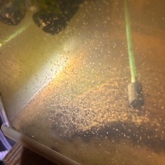 めだか、熱帯魚、活き餌
ミジンコ、の画像