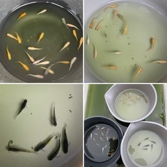 画像のメダカ全部（水草サービス）
