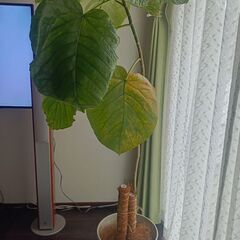 【観葉植物】フィカス ウンベラータ