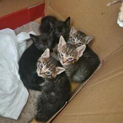 5つ子元気いっぱいの子猫達