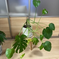 【お買い得】モンステラ　観葉植物